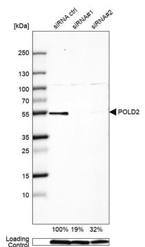 Anti-POLD2 antibody produced in rabbit Prestige Antibodies&#174; Powered by Atlas Antibodies, affinity isolated antibody, buffered aqueous glycerol solution