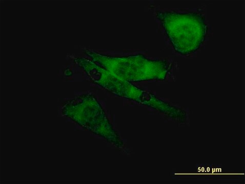 Monoclonal Anti-SCN8A antibody produced in mouse clone 4G7, purified immunoglobulin, buffered aqueous solution