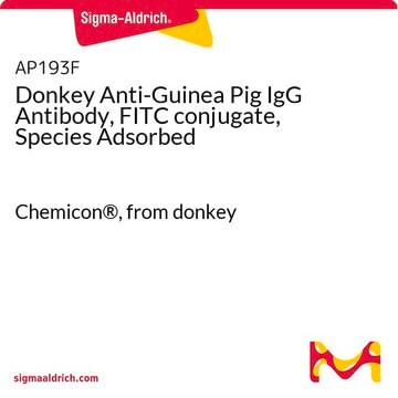 Donkey Anti-Guinea Pig IgG Antibody, FITC conjugate, Species Adsorbed Chemicon&#174;, from donkey