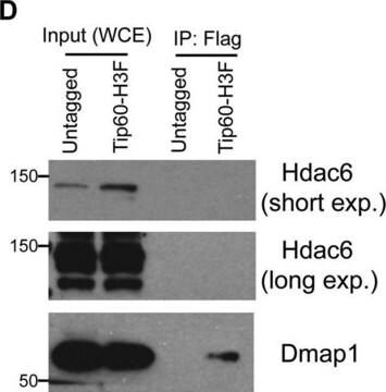 Anti-HDAC6 Antibody, CT Upstate&#174;, from rabbit