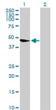 Anti-WDR67 antibody produced in mouse purified immunoglobulin, buffered aqueous solution