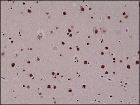 Anti-5-Hydroxymethylcytosine antibody, Rabbit monoclonal recombinant, expressed in HEK 293 cells, clone RM236, purified immunoglobulin