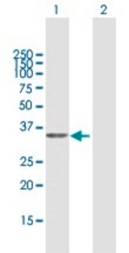 Anti-PDXK antibody produced in mouse purified immunoglobulin, buffered aqueous solution