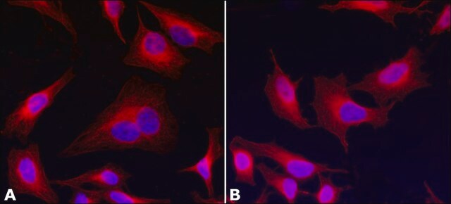 抗&#945;-チューブリン抗体, マウスモノクローナル clone AA13, purified from hybridoma cell culture