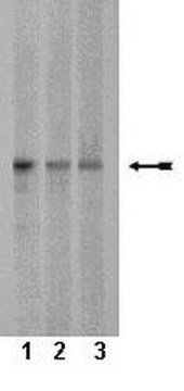 Anti-JNK2 Antibody Upstate&#174;, from mouse