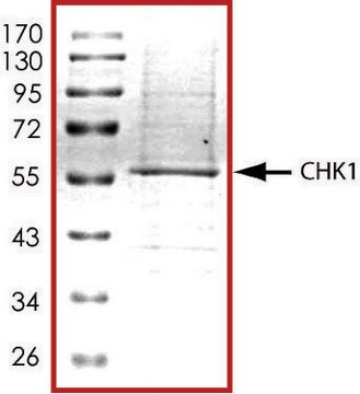 CHK1, active, His tagged human PRECISIO&#174;, recombinant, expressed in baculovirus infected Sf9 cells, &#8805;70% (SDS-PAGE), buffered aqueous glycerol solution