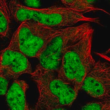 Anti-RUNX1T1 antibody produced in rabbit Prestige Antibodies&#174; Powered by Atlas Antibodies, affinity isolated antibody