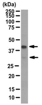 Anti-Birc7/LIVIN Antibody from rabbit, purified by affinity chromatography