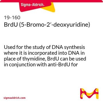 BrdU（5-ブロモ-2&#8242;-デオキシウリジン） Used for the study of DNA synthesis where it is incorporated into DNA in place of thymidine, BrdU can be used in conjunction with anti-BrdU for immunocytochemical analysis of cell proliferation.