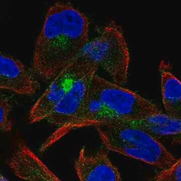 Anti-CDH15 antibody produced in rabbit Prestige Antibodies&#174; Powered by Atlas Antibodies, affinity isolated antibody