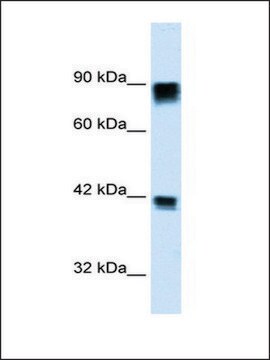 Anti-RB1 antibody produced in rabbit affinity isolated antibody