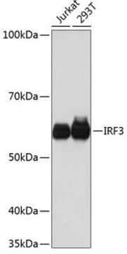 Anti- IRF3 antibody produced in rabbit