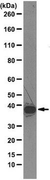 Anti-hnRNP A1 Antibody, clone 4B10 clone 4B10, from mouse