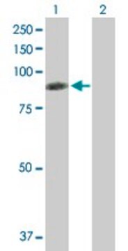 Anti-RDX antibody produced in mouse purified immunoglobulin, buffered aqueous solution