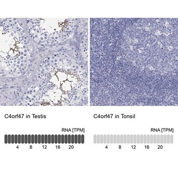 Anti-C4ORF47 antibody produced in rabbit Prestige Antibodies&#174; Powered by Atlas Antibodies, affinity isolated antibody, buffered aqueous glycerol solution