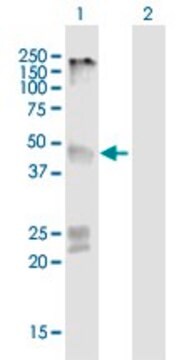 Anti-GPR151 antibody produced in mouse purified immunoglobulin, buffered aqueous solution