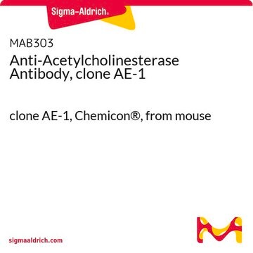 Anti-Acetylcholinesterase Antibody, clone AE-1 clone AE-1, Chemicon&#174;, from mouse