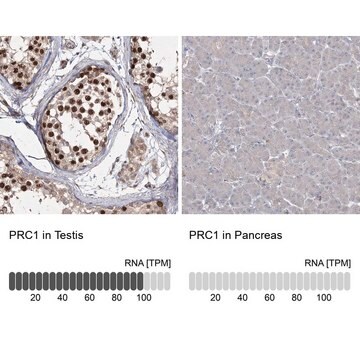 Anti-PRC1 antibody produced in rabbit Prestige Antibodies&#174; Powered by Atlas Antibodies, affinity isolated antibody, buffered aqueous glycerol solution