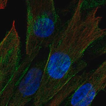 Anti-CDC42EP3 antibody produced in rabbit Prestige Antibodies&#174; Powered by Atlas Antibodies, affinity isolated antibody