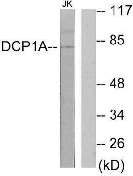 Anti-DCP1A antibody produced in rabbit affinity isolated antibody