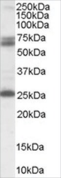 Anti-GAD2/GAD65 antibody produced in goat affinity isolated antibody, buffered aqueous solution