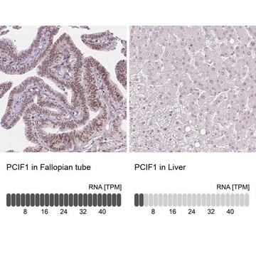 Anti-PCIF1 antibody produced in rabbit Prestige Antibodies&#174; Powered by Atlas Antibodies, affinity isolated antibody, buffered aqueous glycerol solution