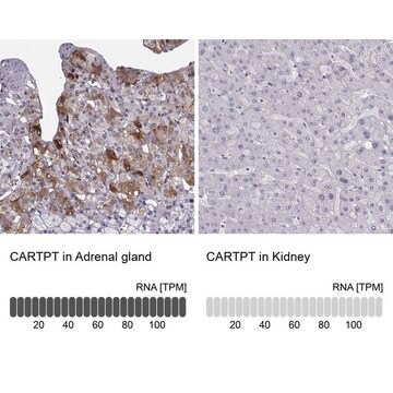 Anti-CARTPT antibody produced in rabbit Prestige Antibodies&#174; Powered by Atlas Antibodies, affinity isolated antibody, buffered aqueous glycerol solution