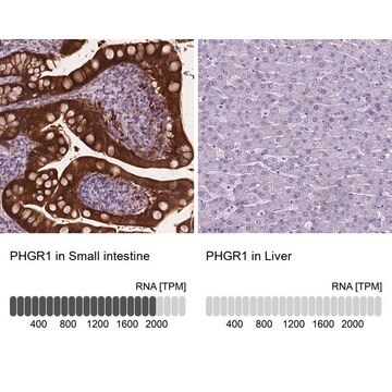 Anti-PHGR1 antibody produced in rabbit Prestige Antibodies&#174; Powered by Atlas Antibodies, affinity isolated antibody, buffered aqueous glycerol solution