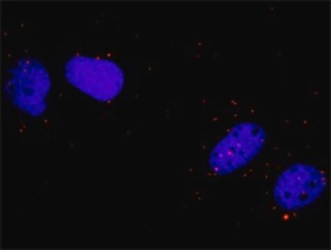 Anti-CRK antibody produced in mouse purified immunoglobulin, buffered aqueous solution