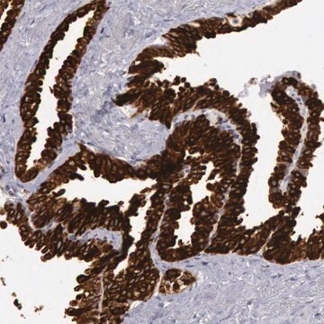 Anti-COX2 antibody produced in rabbit Prestige Antibodies&#174; Powered by Atlas Antibodies, affinity isolated antibody, buffered aqueous glycerol solution