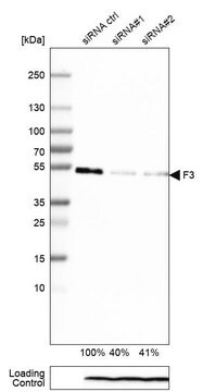 Monoclonal Anti-F3 antibody produced in mouse Prestige Antibodies&#174; Powered by Atlas Antibodies, clone CL3807, purified immunoglobulin, buffered aqueous glycerol solution