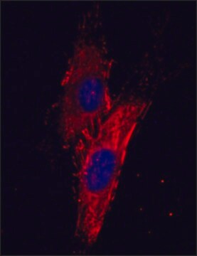 Monoclonal Anti-Fibronectin antibody produced in mouse clone FN-15, ascites fluid