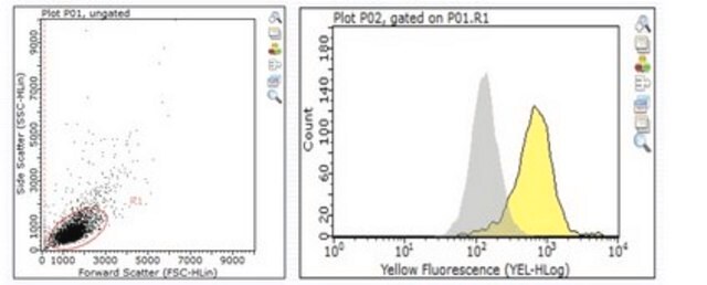 Anti-IL-22RA-1 Antibody from rabbit, purified by affinity chromatography