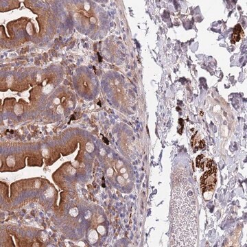 Anti-NLRP6 antibody produced in rabbit Prestige Antibodies&#174; Powered by Atlas Antibodies, affinity isolated antibody, buffered aqueous glycerol solution