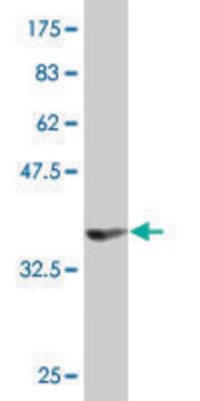 Monoclonal Anti-MPP5 antibody produced in mouse clone 1D12, purified immunoglobulin, buffered aqueous solution