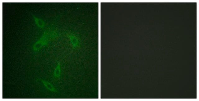 Anti-JAK2 antibody produced in rabbit affinity isolated antibody