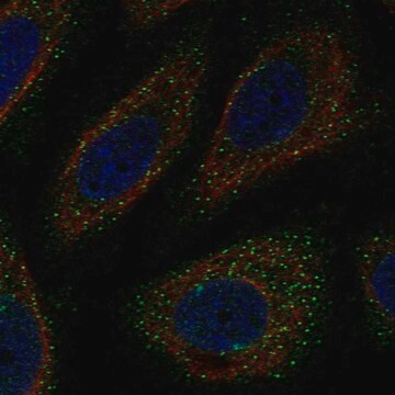 Anti-WNK3 antibody produced in rabbit Prestige Antibodies&#174; Powered by Atlas Antibodies, affinity isolated antibody