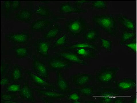 Monoclonal Anti-ZBTB7A antibody produced in mouse clone 2A2, purified immunoglobulin, buffered aqueous solution