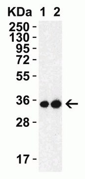 Anti-SARS-CoV-2 (COVID-19) 3CL-PRO (NSP5) antibody produced in rabbit affinity isolated antibody