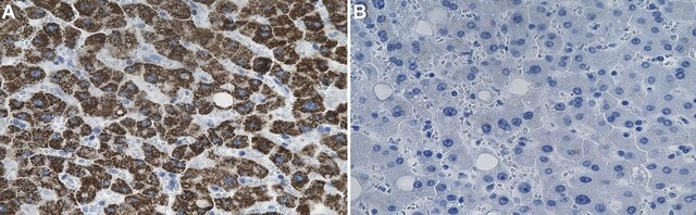 Anti-Met Antibody, clone 2G19 ZooMAb&#174; Rabbit Monoclonal recombinant, expressed in HEK 293 cells