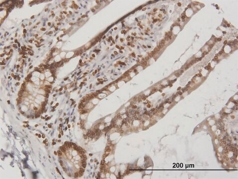 Anti-LBR antibody produced in mouse IgG fraction of antiserum, buffered aqueous solution