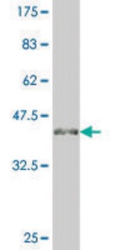 ANTI-ATOH1 antibody produced in mouse clone 2B1, purified immunoglobulin, buffered aqueous solution