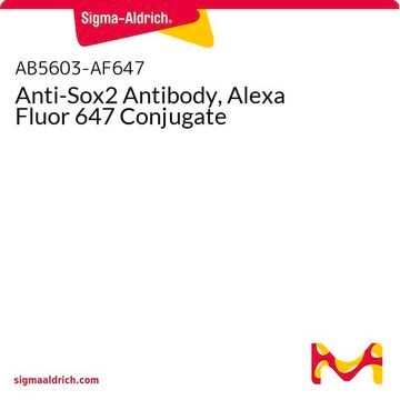 Anti-Sox2 Antibody, Alexa Fluor 647 Conjugate