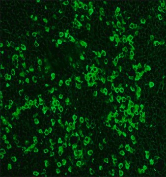 Anti-Rabbit IgG (whole molecule)&#8722;FITC antibody produced in sheep affinity isolated antibody, buffered aqueous solution