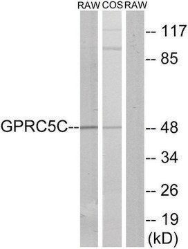 Anti-GPRC5C antibody produced in rabbit affinity isolated antibody