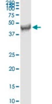 Monoclonal Anti-FDFT1 antibody produced in mouse clone 3C2, purified immunoglobulin, buffered aqueous solution