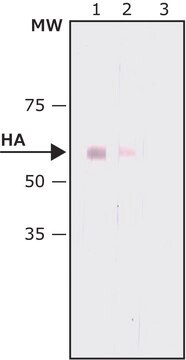 モノクローナル抗HA抗体-アルカリホスファターゼ標識 マウス宿主抗体 clone HA-7, purified from hybridoma cell culture