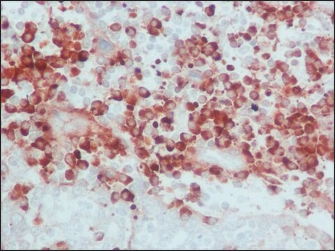 Anti-Human IgG (whole molecule)&#8722;Peroxidase antibody produced in goat IgG fraction of antiserum, buffered aqueous solution