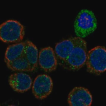 Anti-Kdr Antibody Produced In Rabbit Prestige Antibodies&#174; Powered by Atlas Antibodies, affinity isolated antibody, buffered aqueous glycerol solution