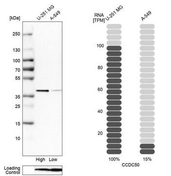 Anti-CCDC50 antibody produced in rabbit Prestige Antibodies&#174; Powered by Atlas Antibodies, affinity isolated antibody, buffered aqueous glycerol solution